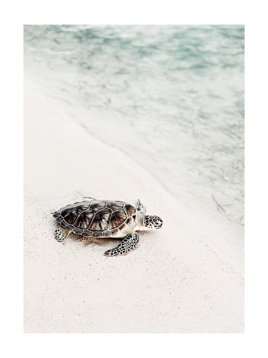 Sköldpadda på Stranden Poster 0