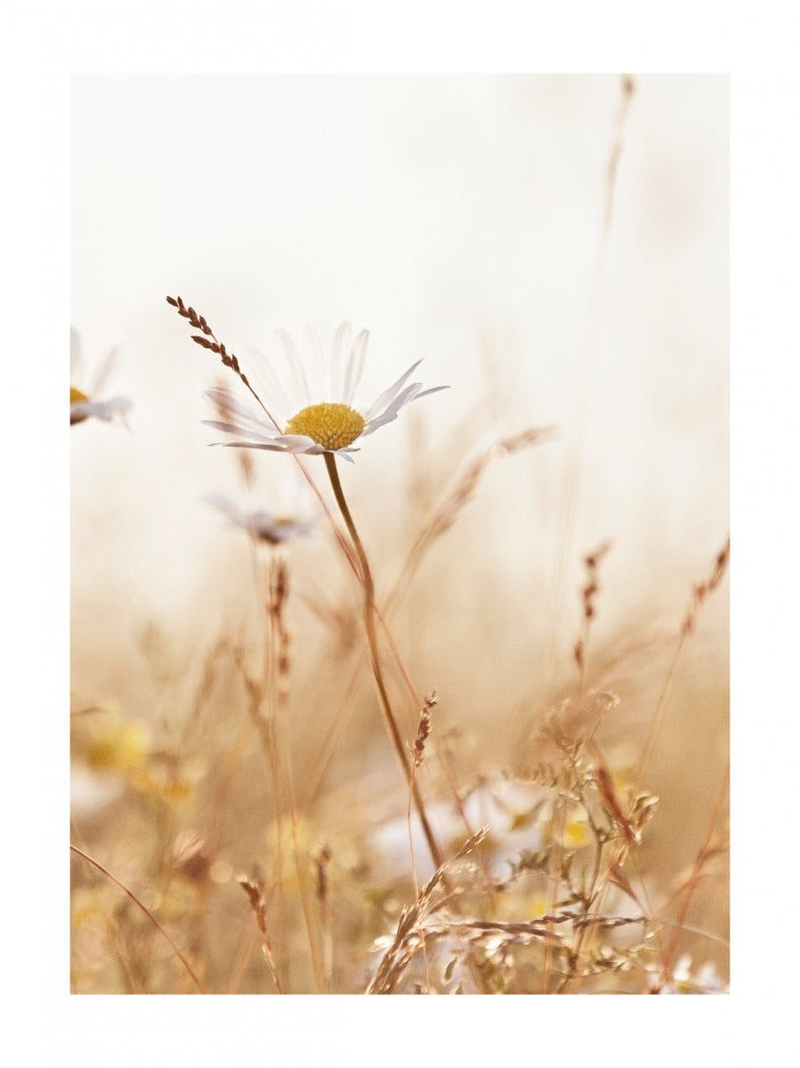 Fleur dans la prairie Poster 0