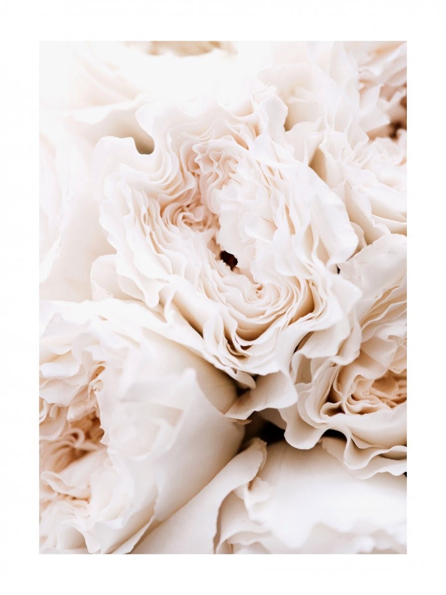 Blossoming Roses Poster 0