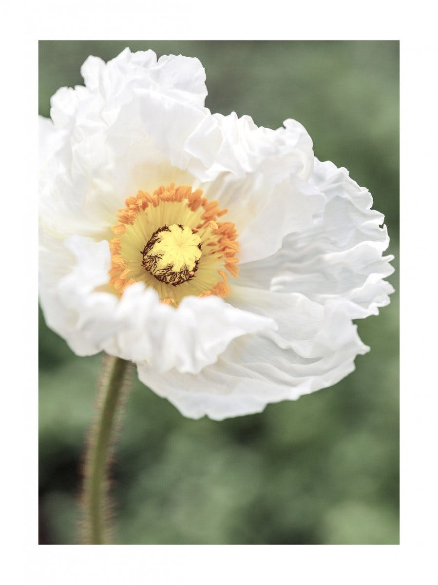 White Poppy Flower Poster 0