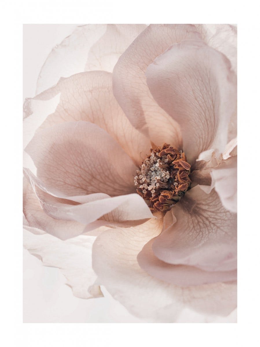 Blomstrende Rose Plakat 0