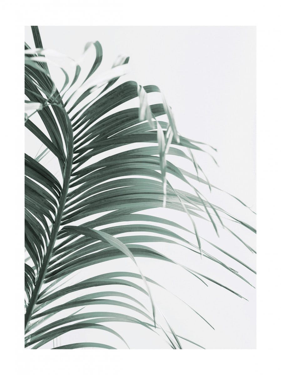 Foglia verde di palma Poster 0