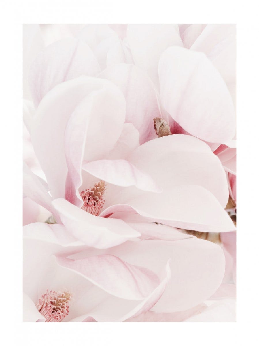 Magnolia Blossoms Poster 0