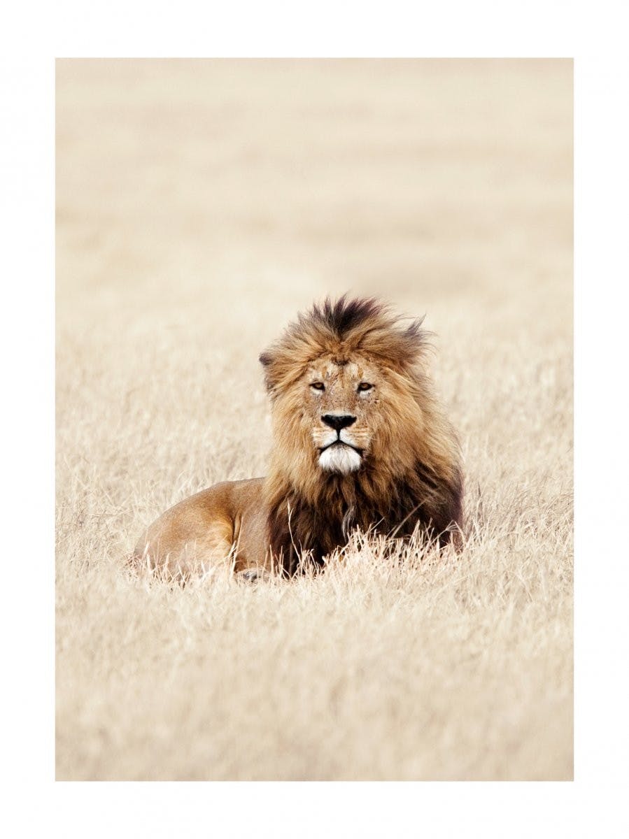 Lev v savaně Plakát 0
