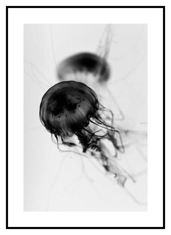 Flytande Maneter Poster (30x40 cm) - Poster Store