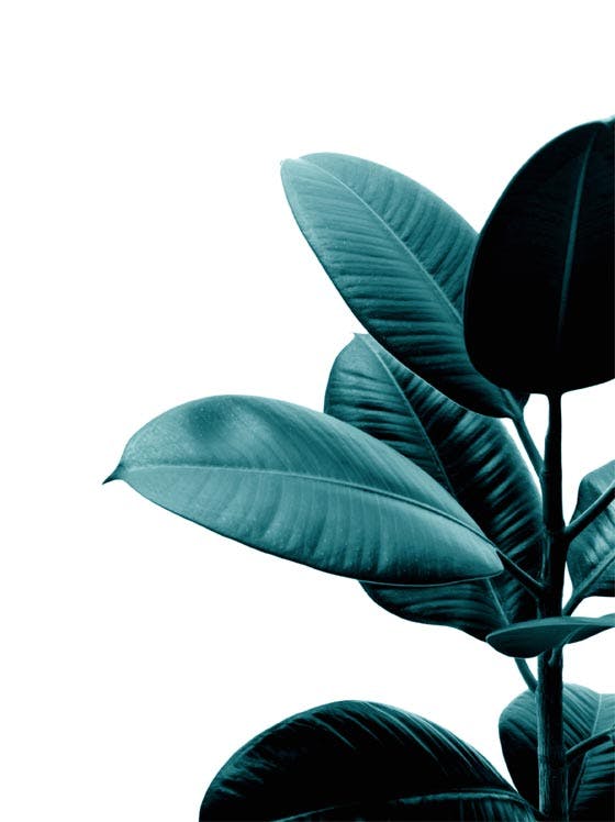 Green rubber plant Poster 0