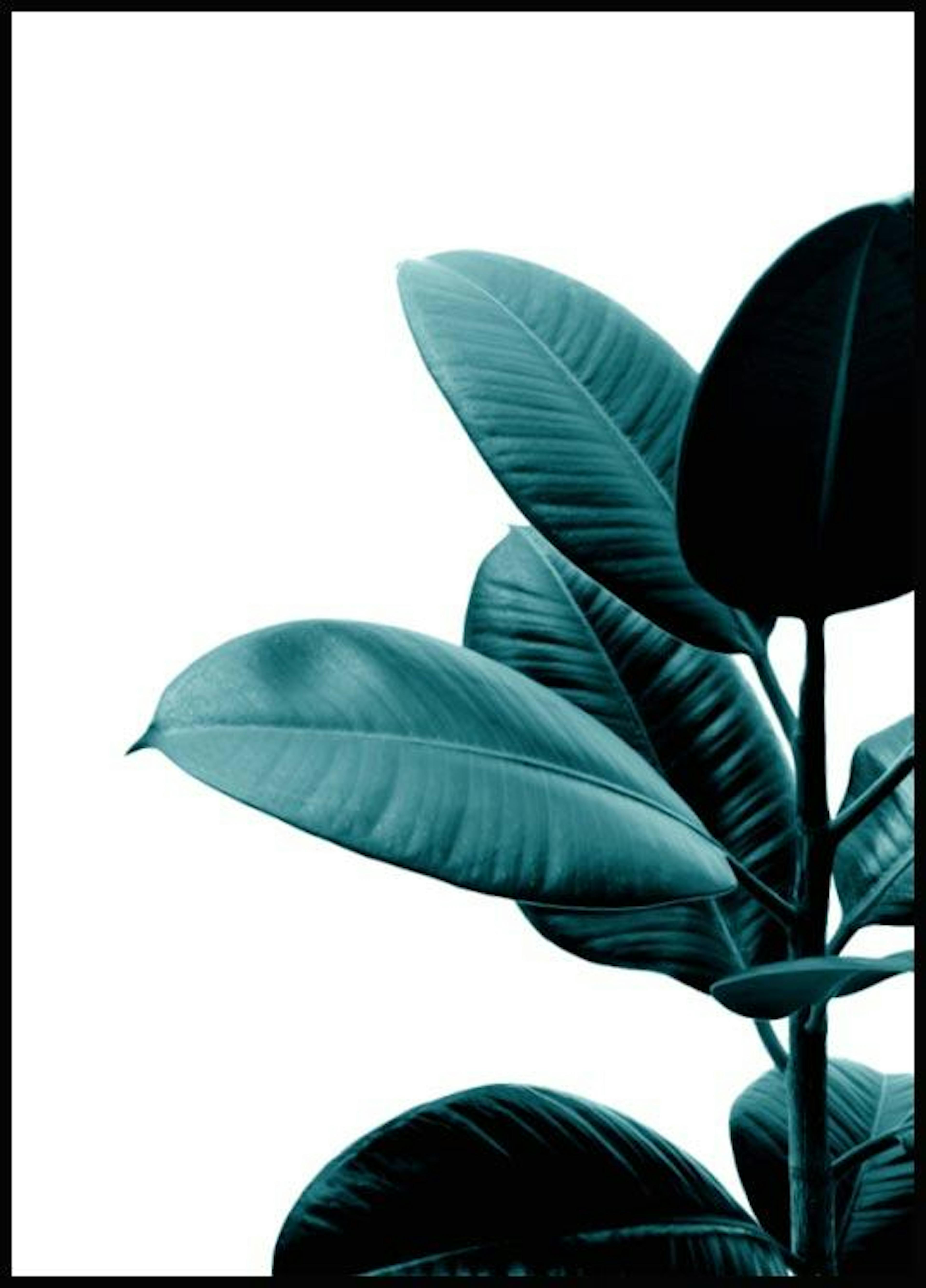緑色のゴム植物 ポスター 0