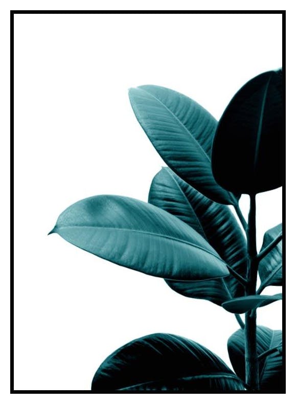 Green rubber plant Plakat (21x30 cm) - Poster Store