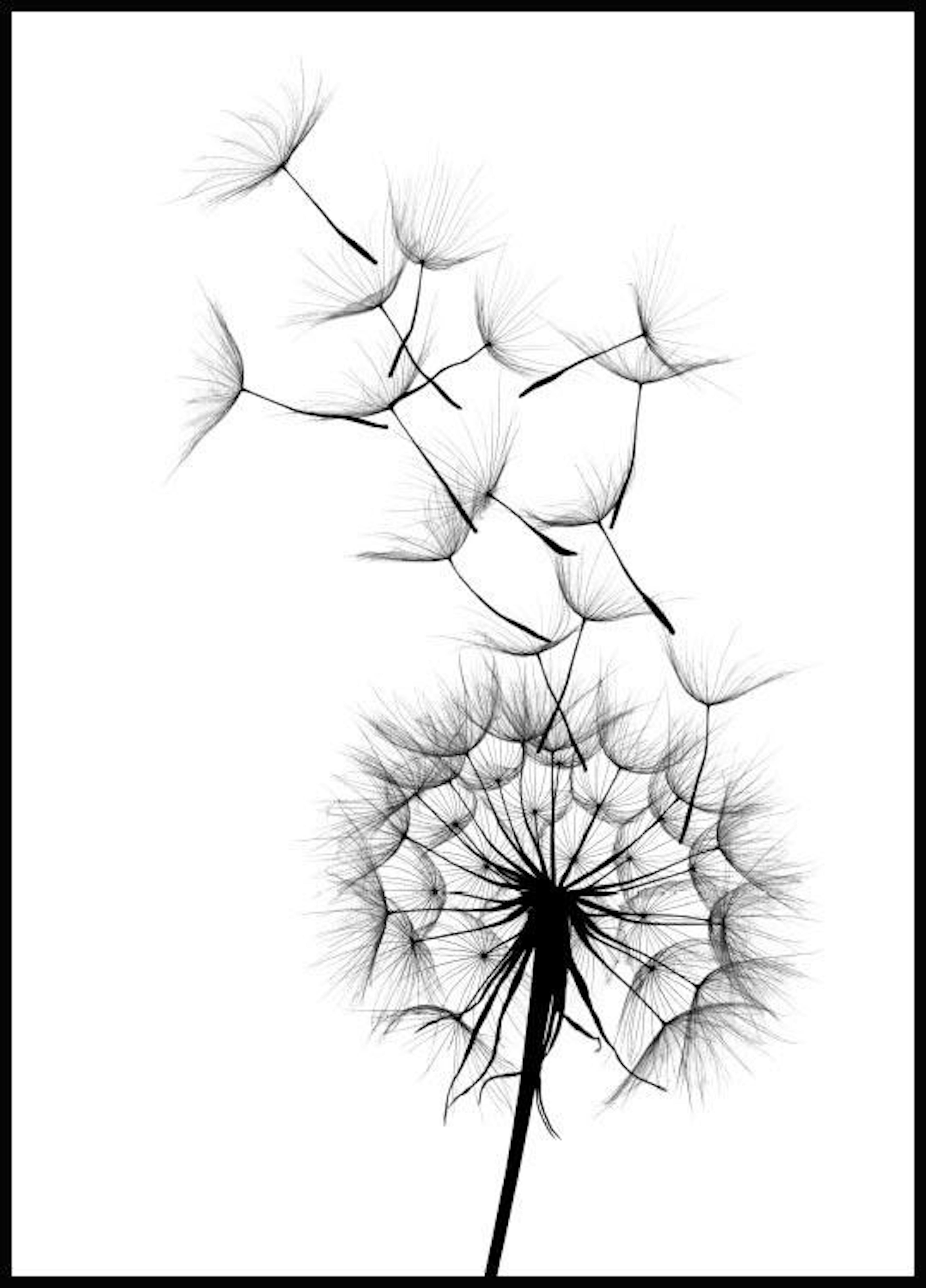 Dandelion Wish. Poster 0