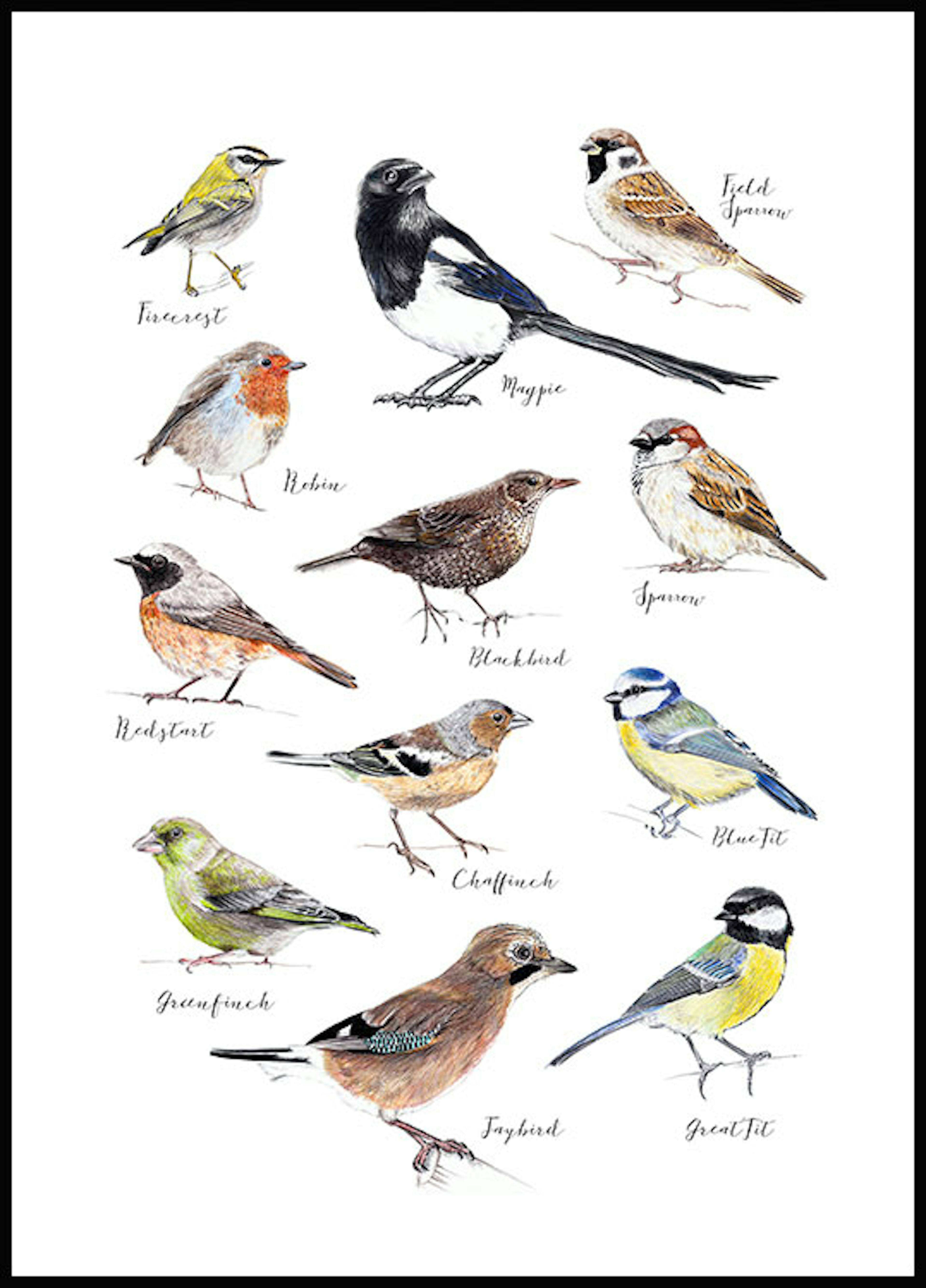 Birds Poster 0