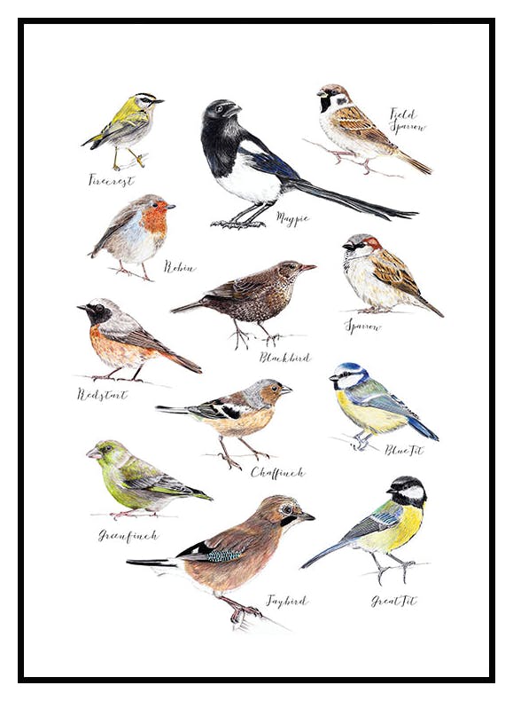 Plakat Ptaki (50x70 cm) - Poster Store