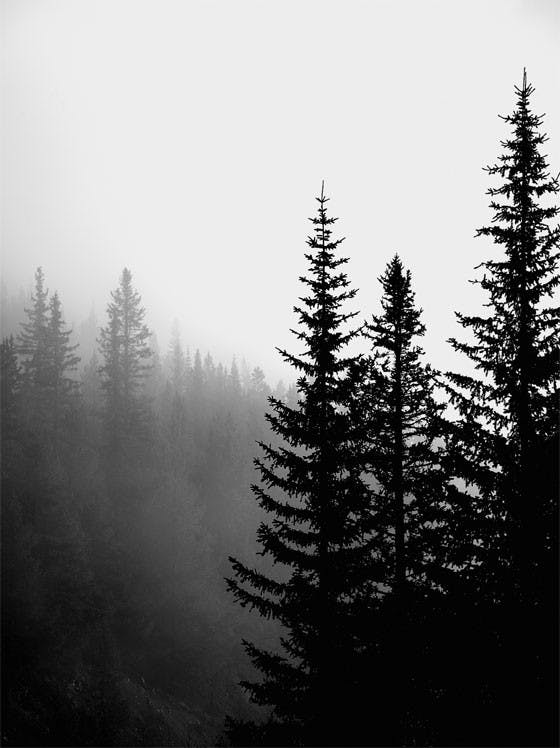 لوحة لصورة الغابة المظلمة 0