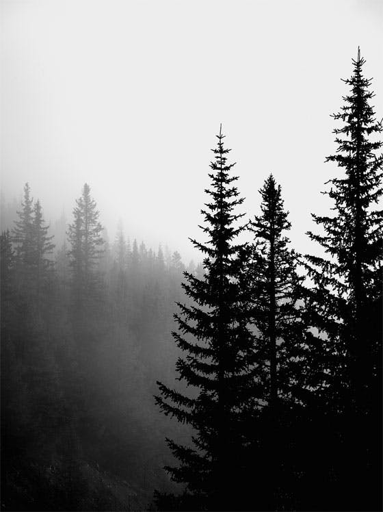 Dark Forest Affiche 0