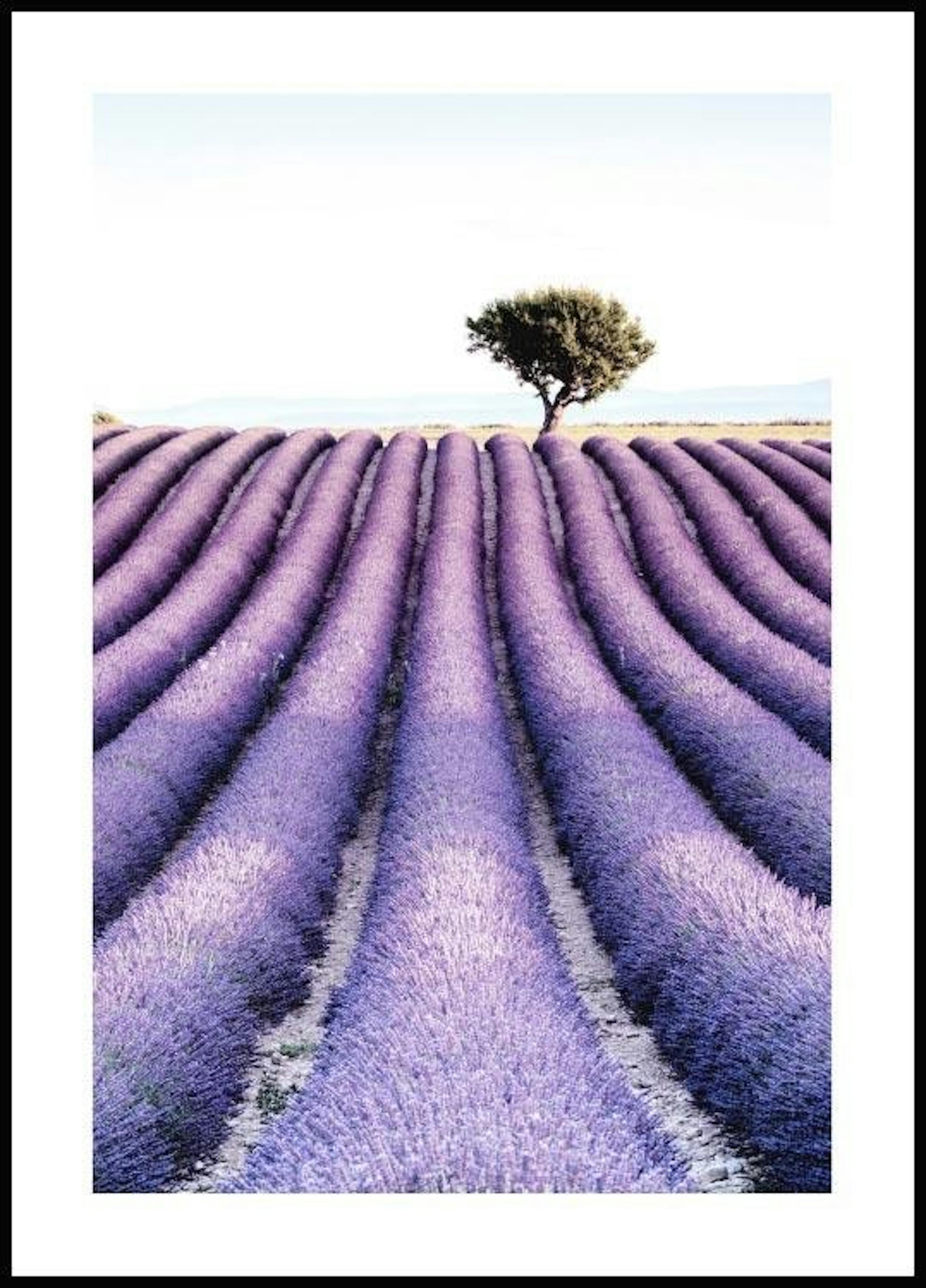 Lavender field tree Póster 0
