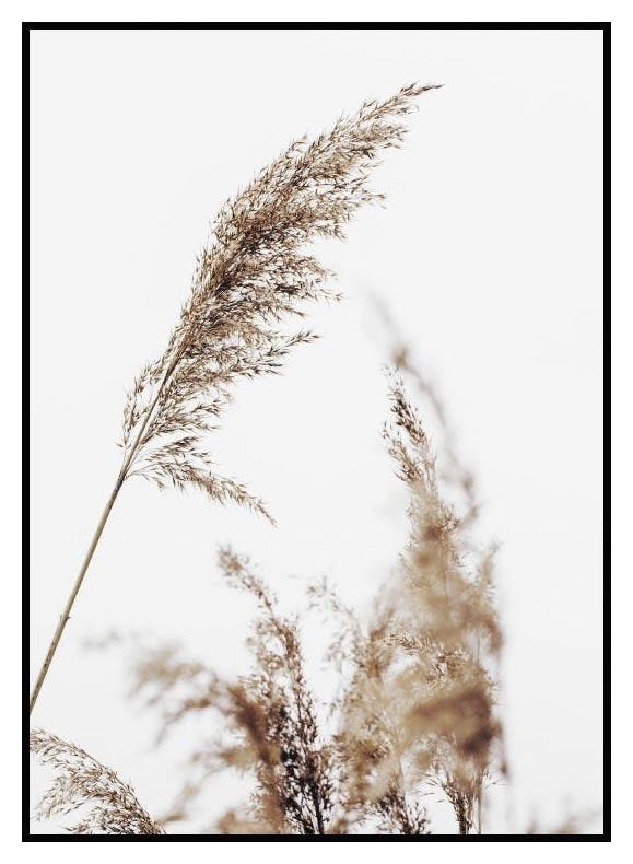 Grass Poster (40x50 cm) - Poster Store