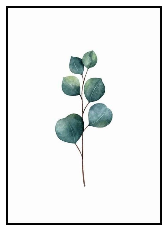 Eukaliptus Plakat (21x30 cm) - Poster Store