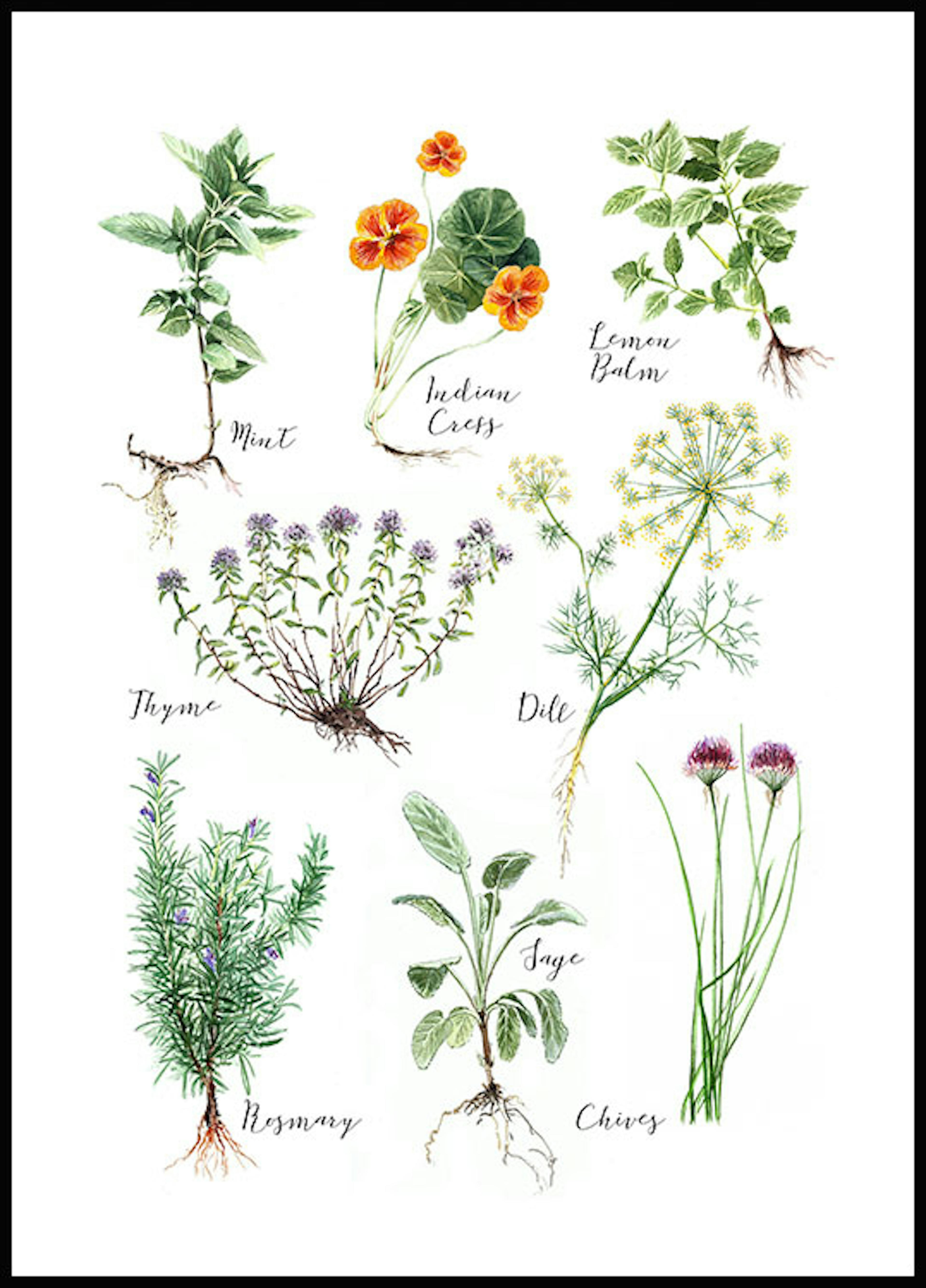 Kitchen Herbs Poster 0