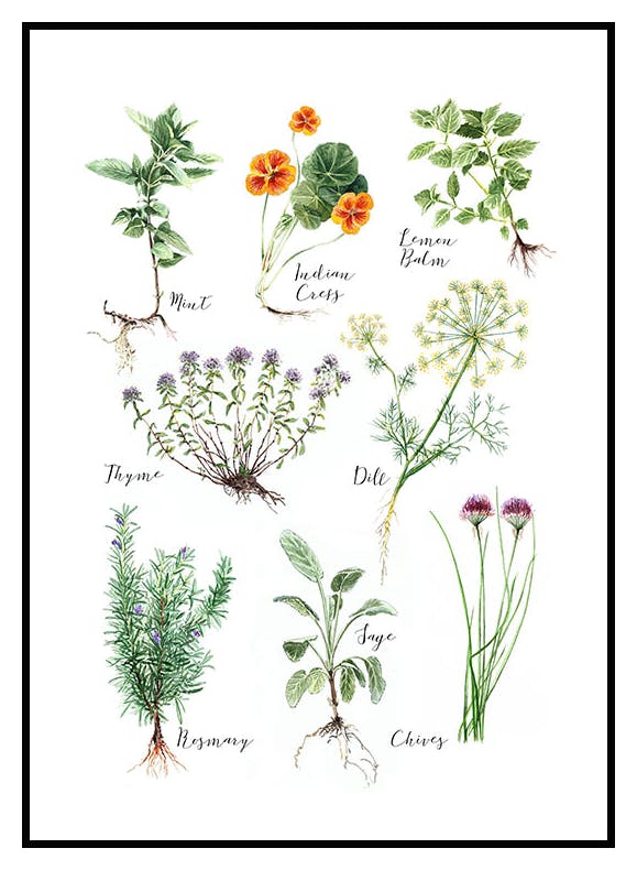 Kitchen Herbs Affiche (30x40 cm) - Poster Store
