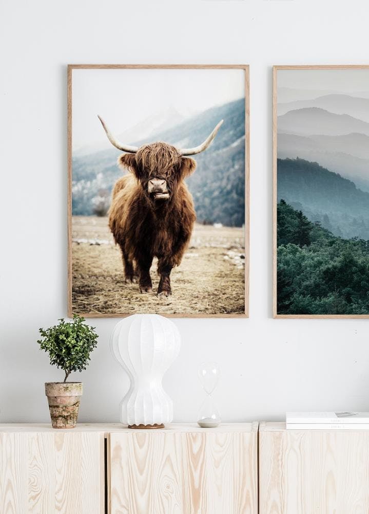 Highland Cow Poster (50x70 cm) - Poster Store