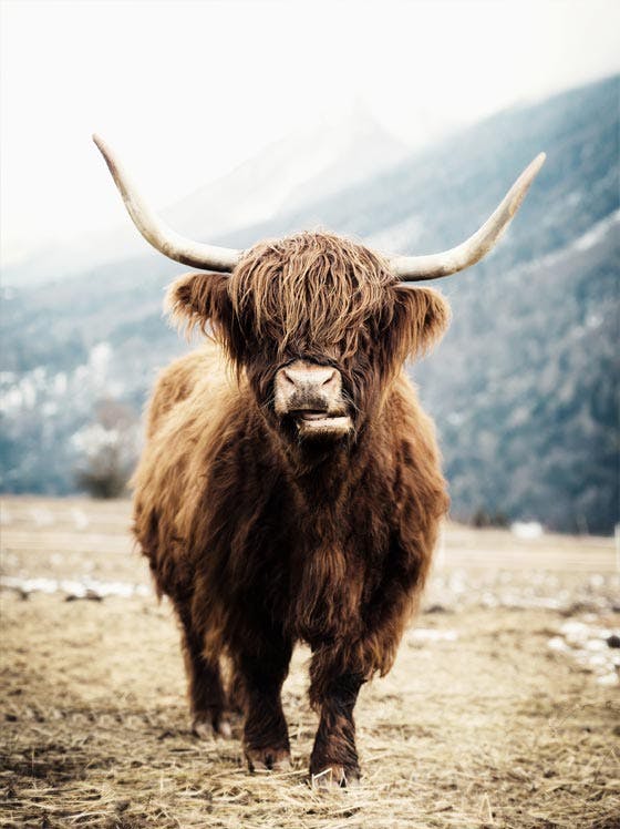 Highland Cow. Poster 0
