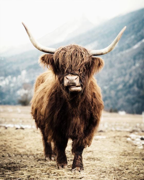 Kráva ze Skotska Plakát 0