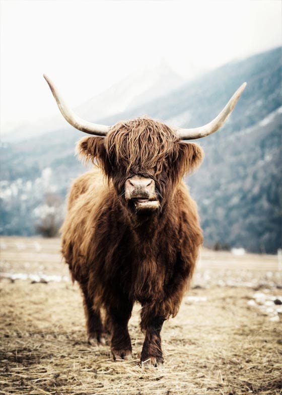 Wild Highland Cattle Poster 0