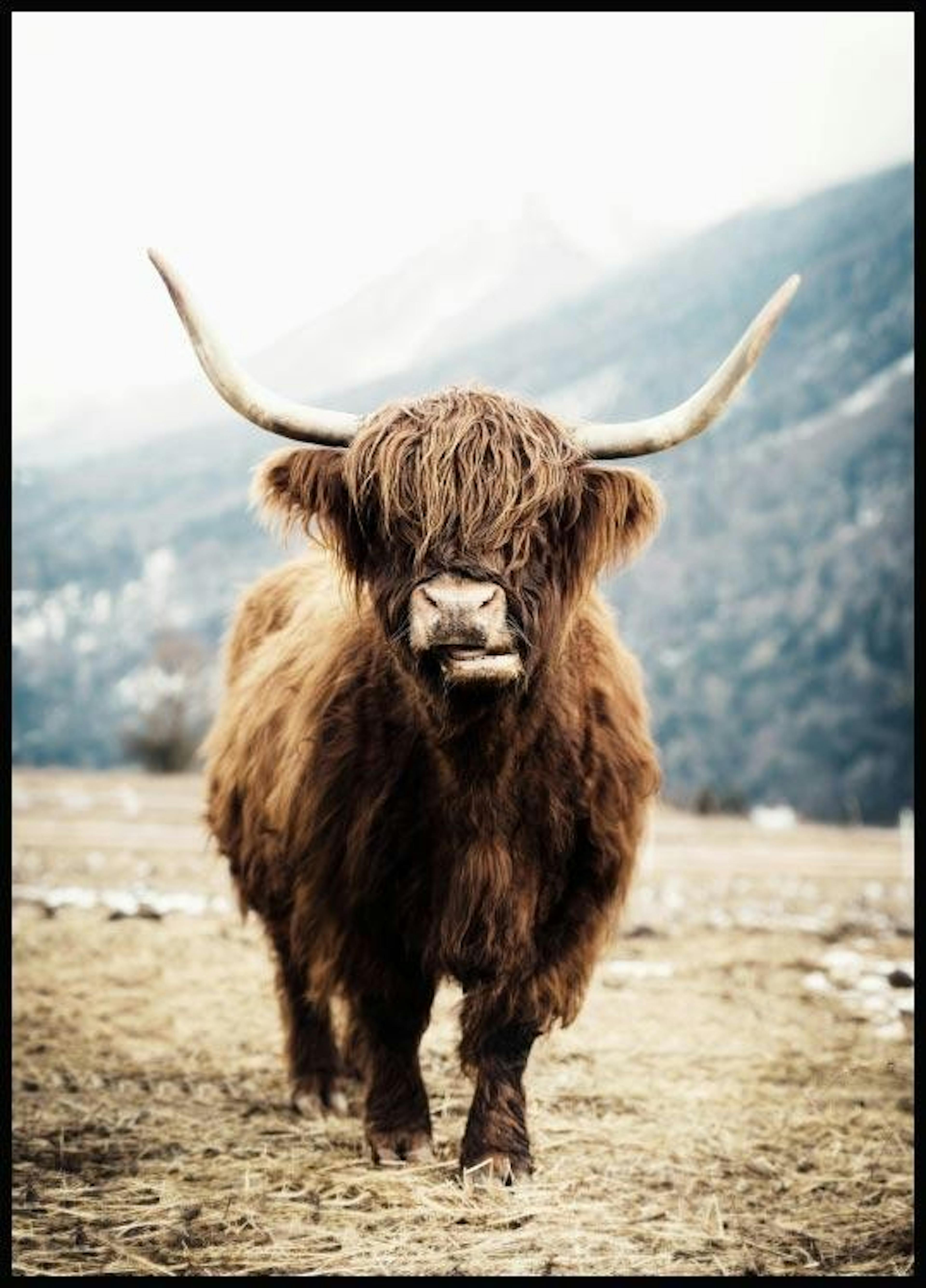 Highland Cow Póster 0