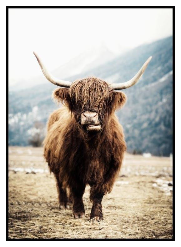 Highland Cow Juliste (70x100 cm) - Poster Store