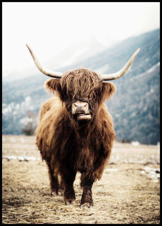 Instituut viering hotel Highland Cow Poster - Schotse Hooglander koe