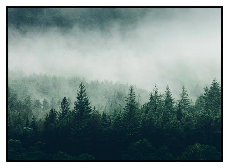 Forest trees Poster (21x30 cm) - Poster Store