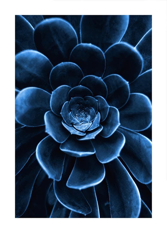 Kék kaktusz virág poszter 0