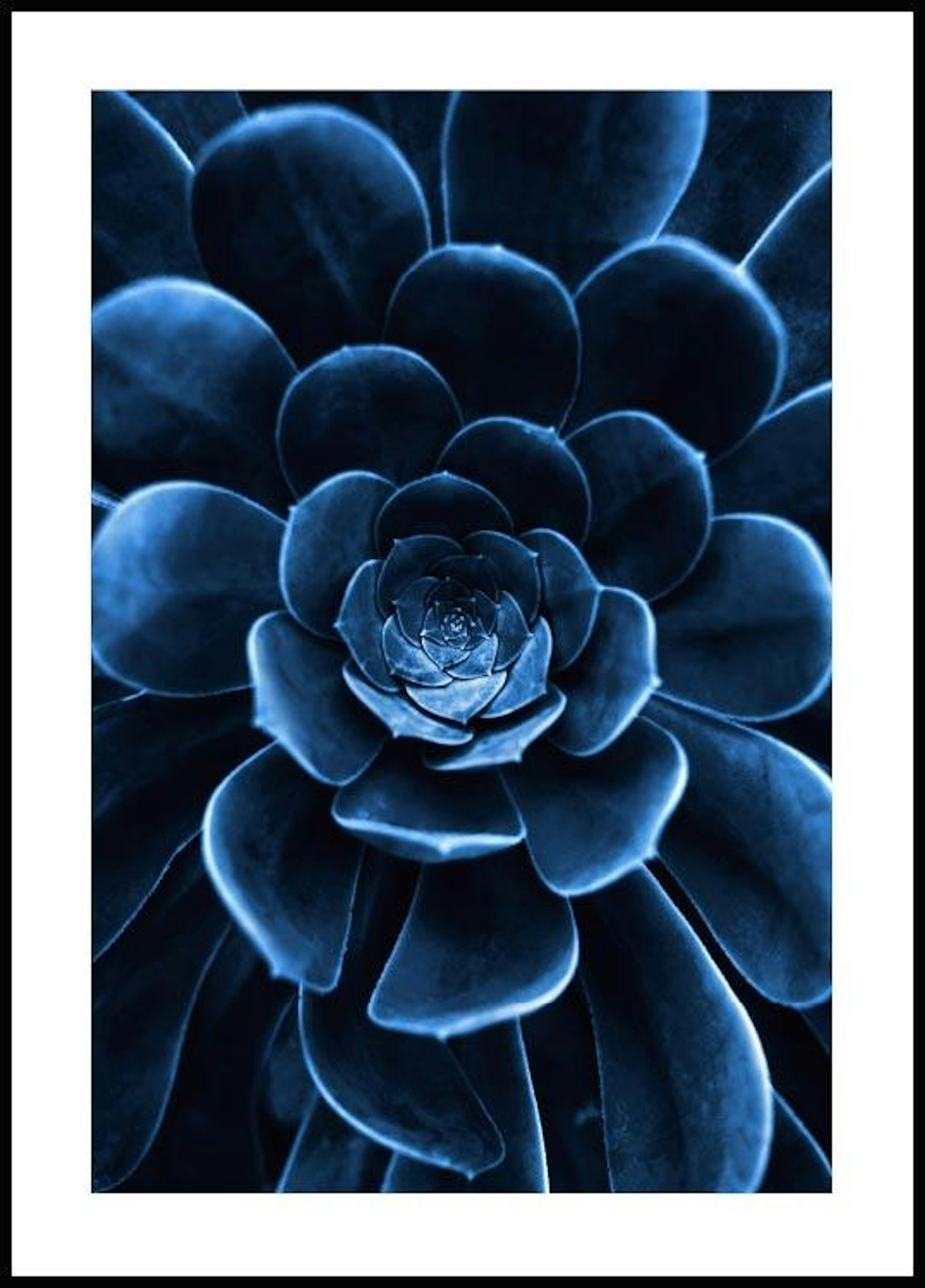 Blue flower cactus Poster thumbnail