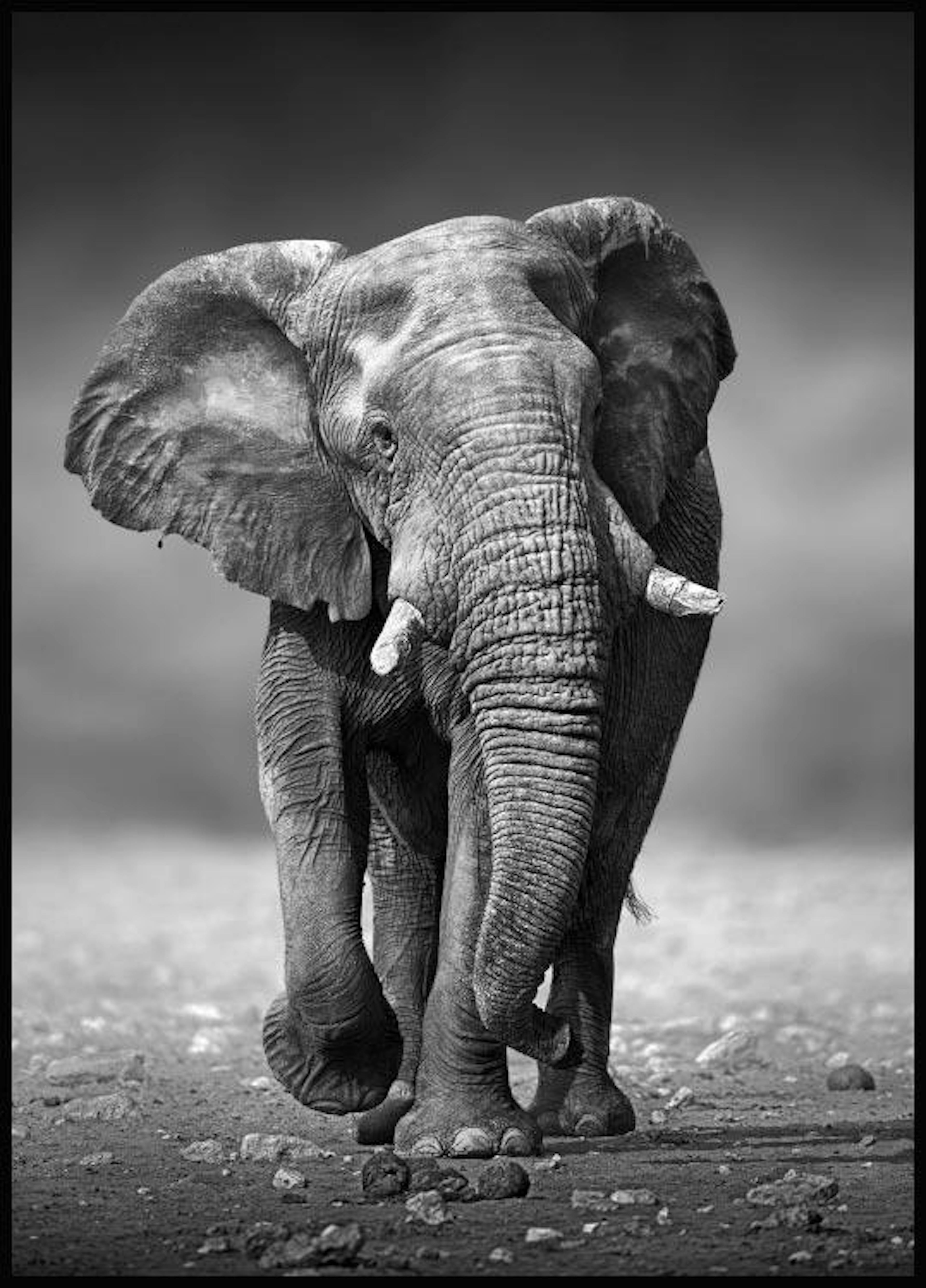 Majestic Elephant Plakat 0