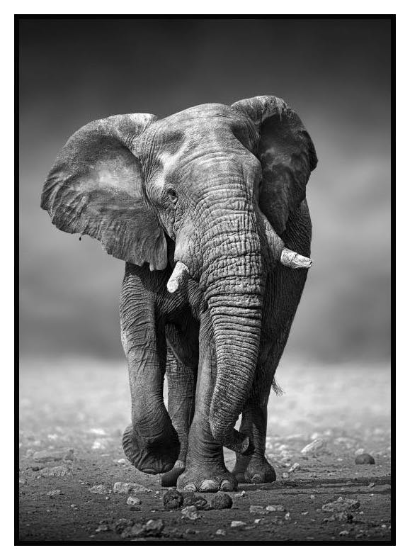 Majestic Elephant Plakat (30x40 cm) - Poster Store