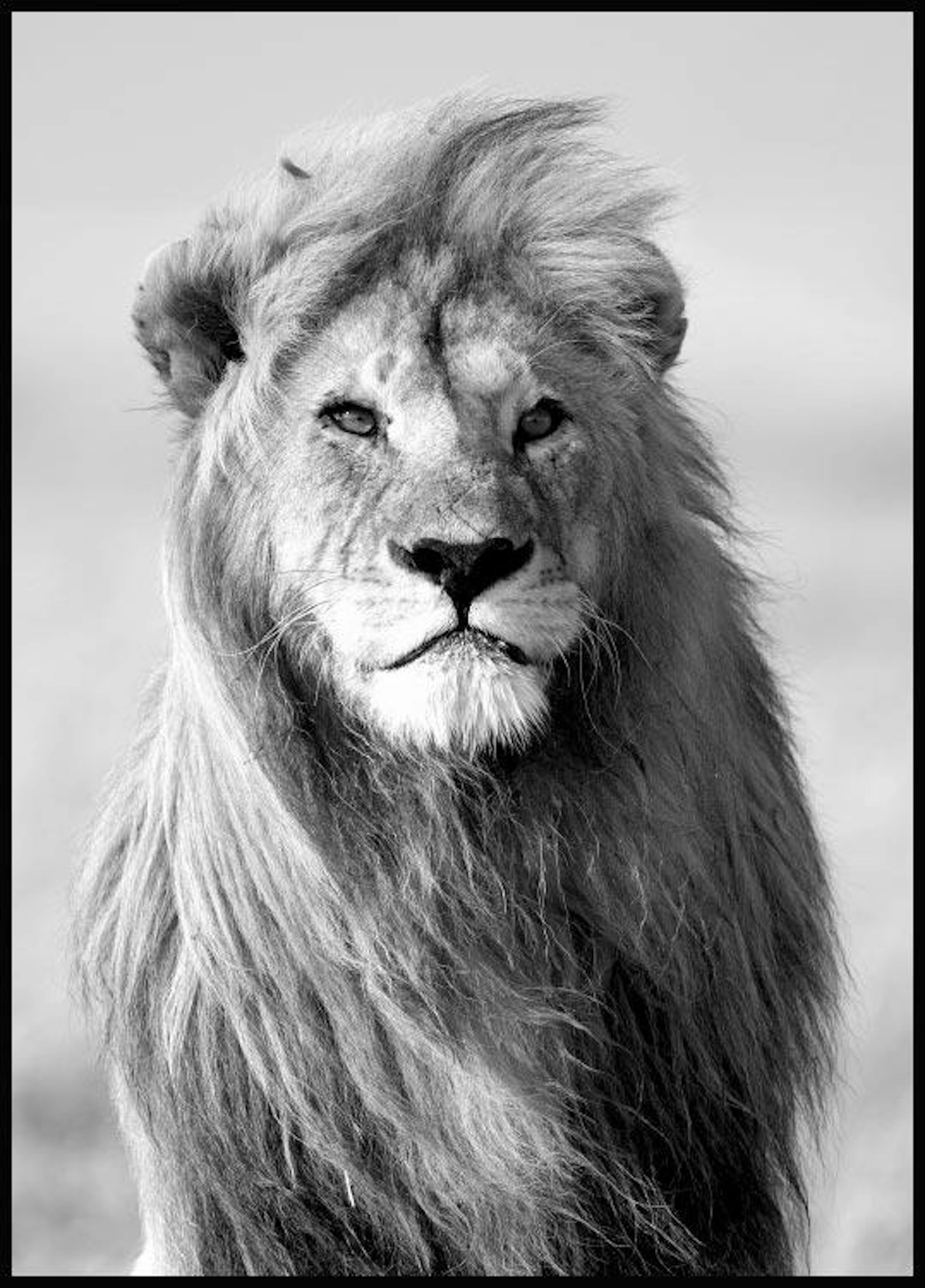 Majestic Lion Poster 0