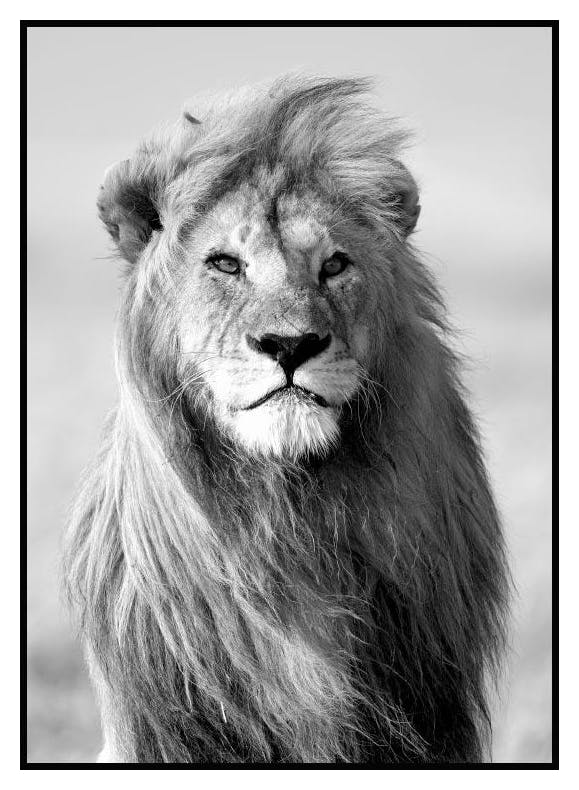 Prints Majestic Lion Poster (70x100 cm) - Poster Store