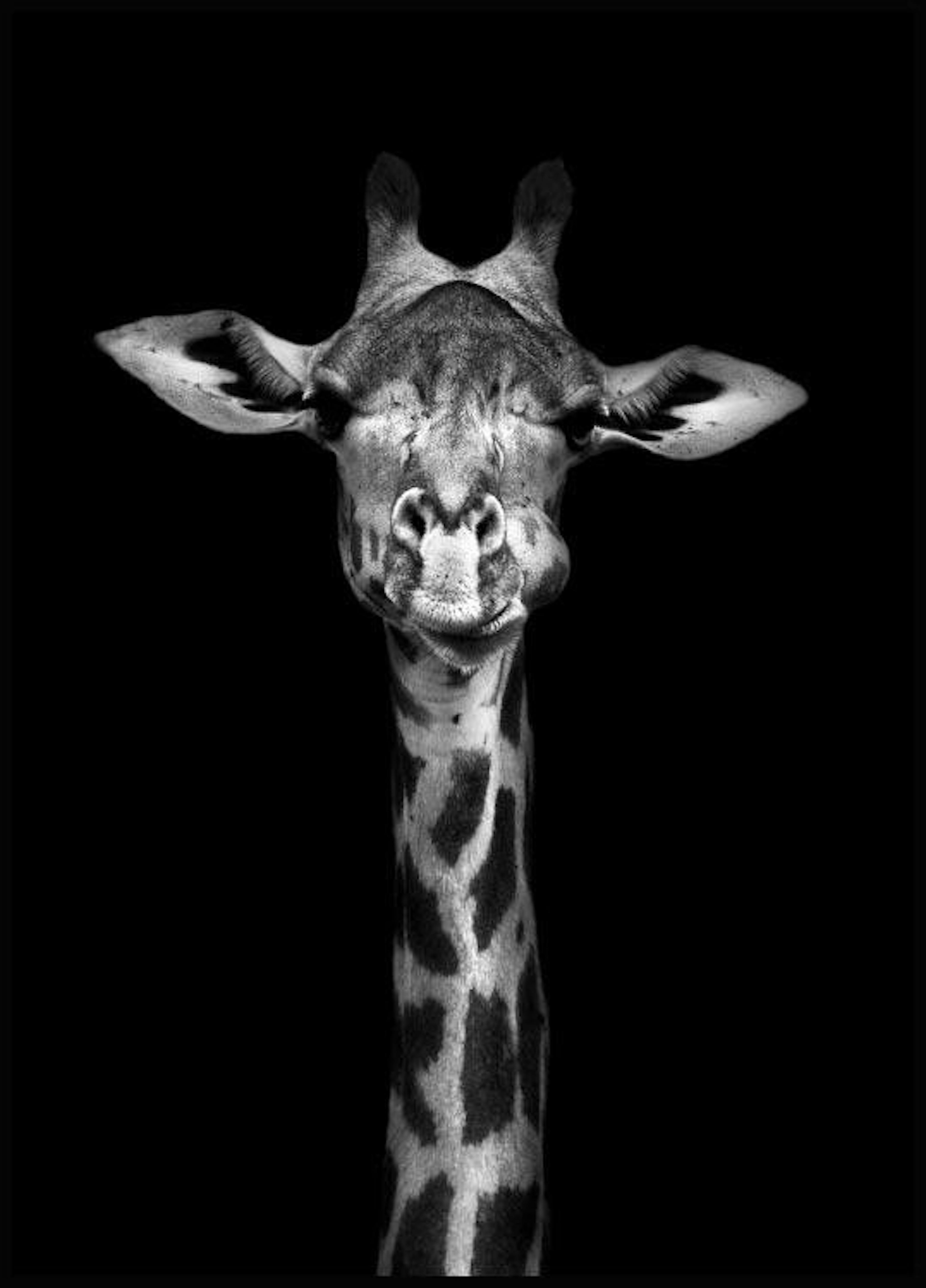 Curious Giraffe Poster 0