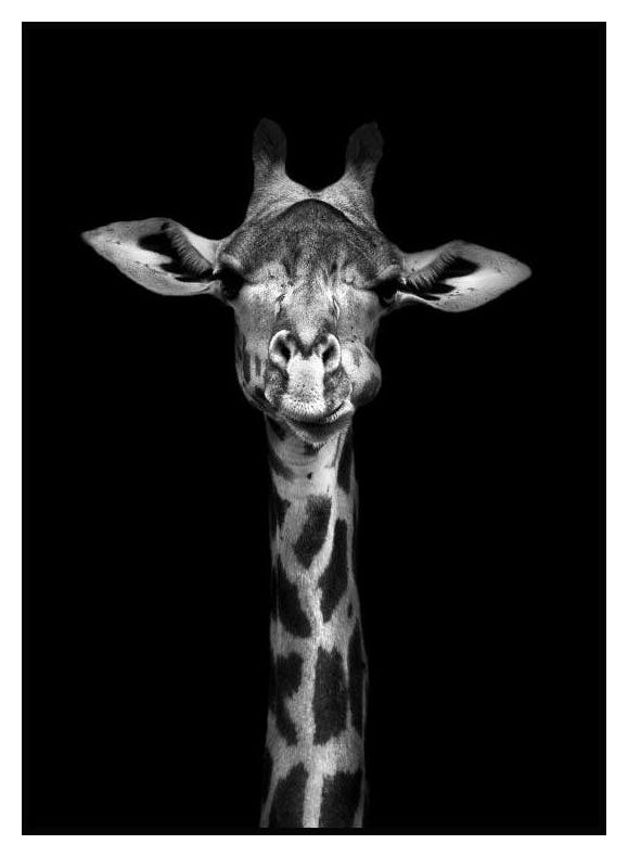 Curious Giraffe Juliste (30x40 cm) - Poster Store