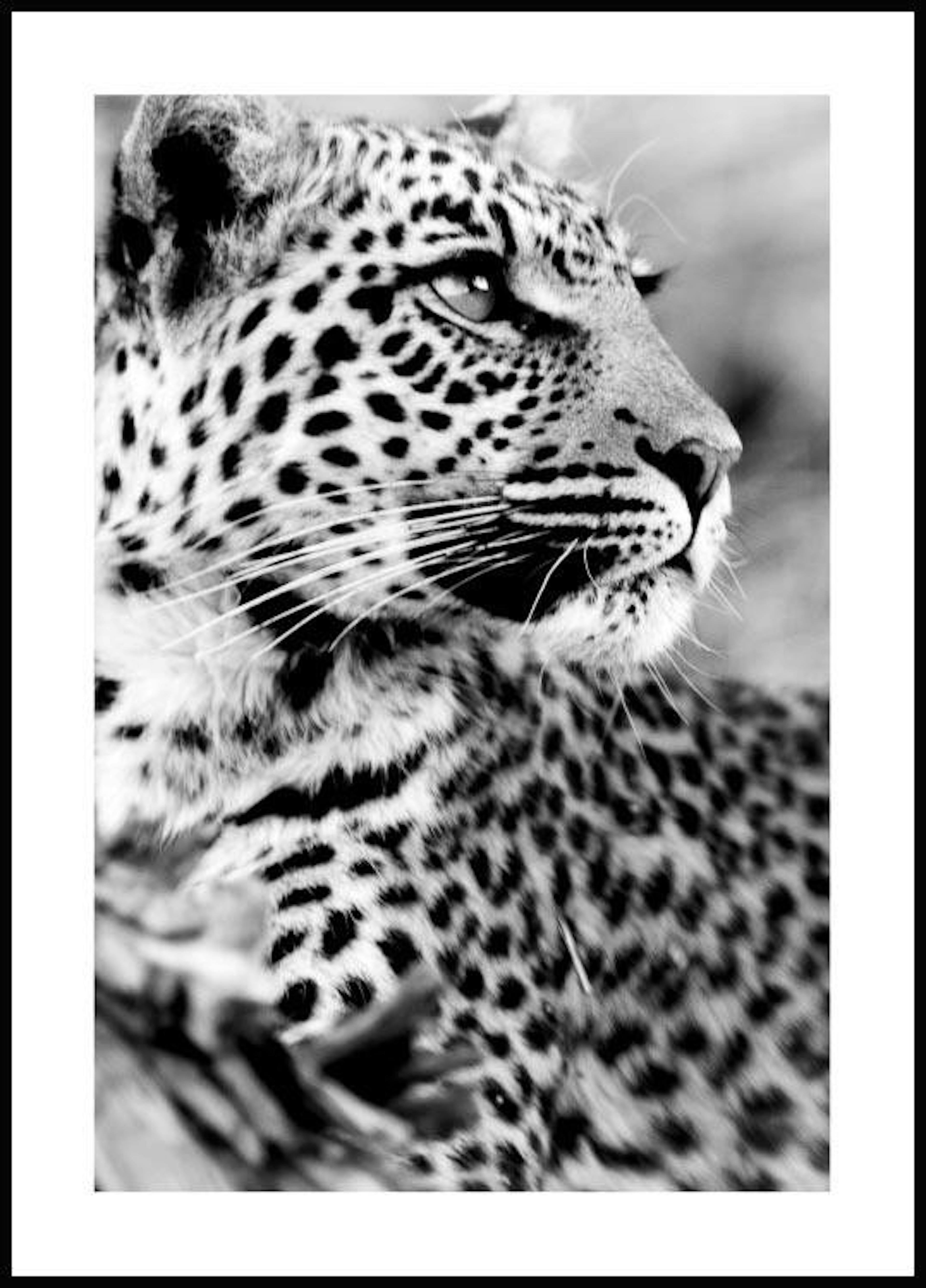 Snow leopard Poster thumbnail
