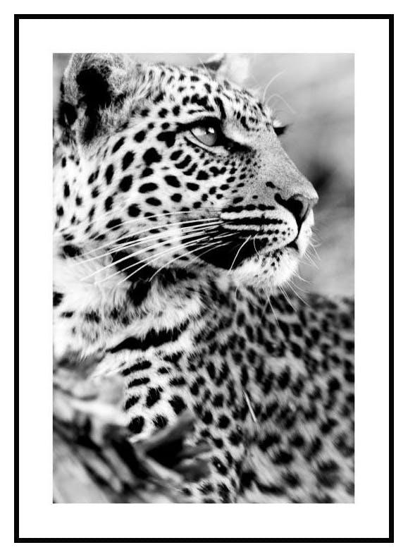 Snow leopard Juliste (30x40 cm) - Poster Store