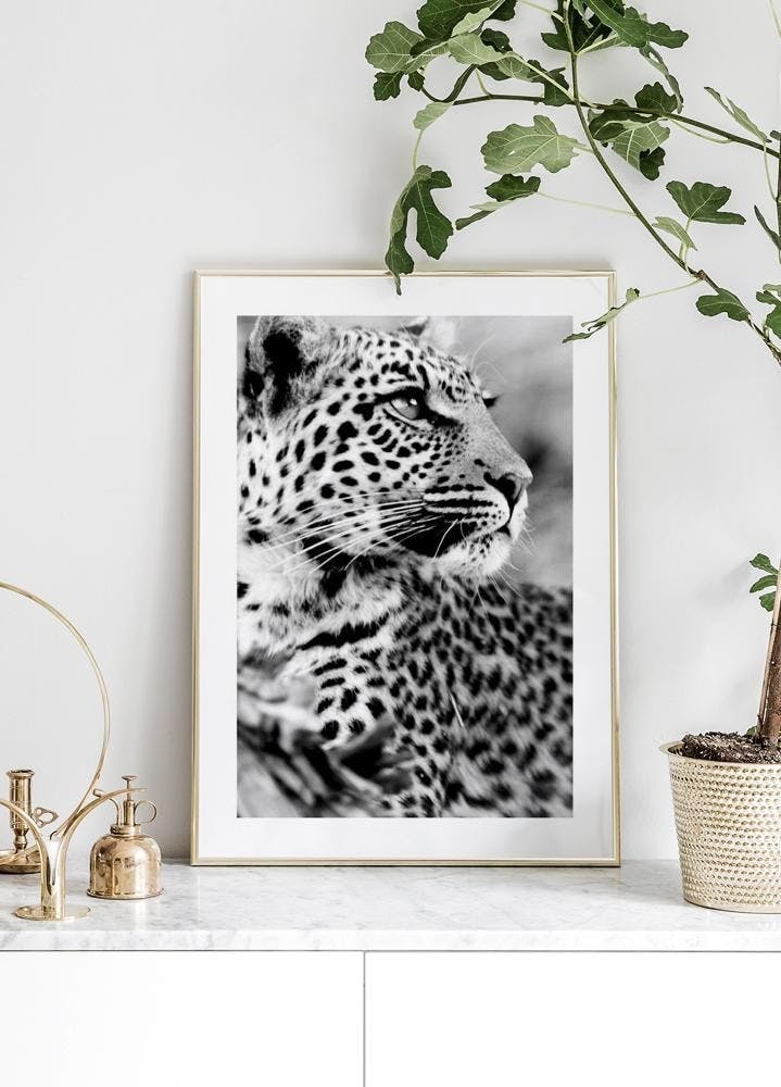 Snow leopard Poster (30x40 cm) - Poster Store