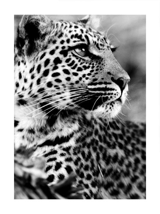 Leopardo de Nieve Póster 0