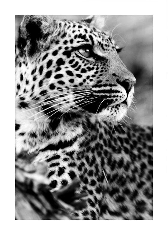 Leopardí dáma Plakát 0