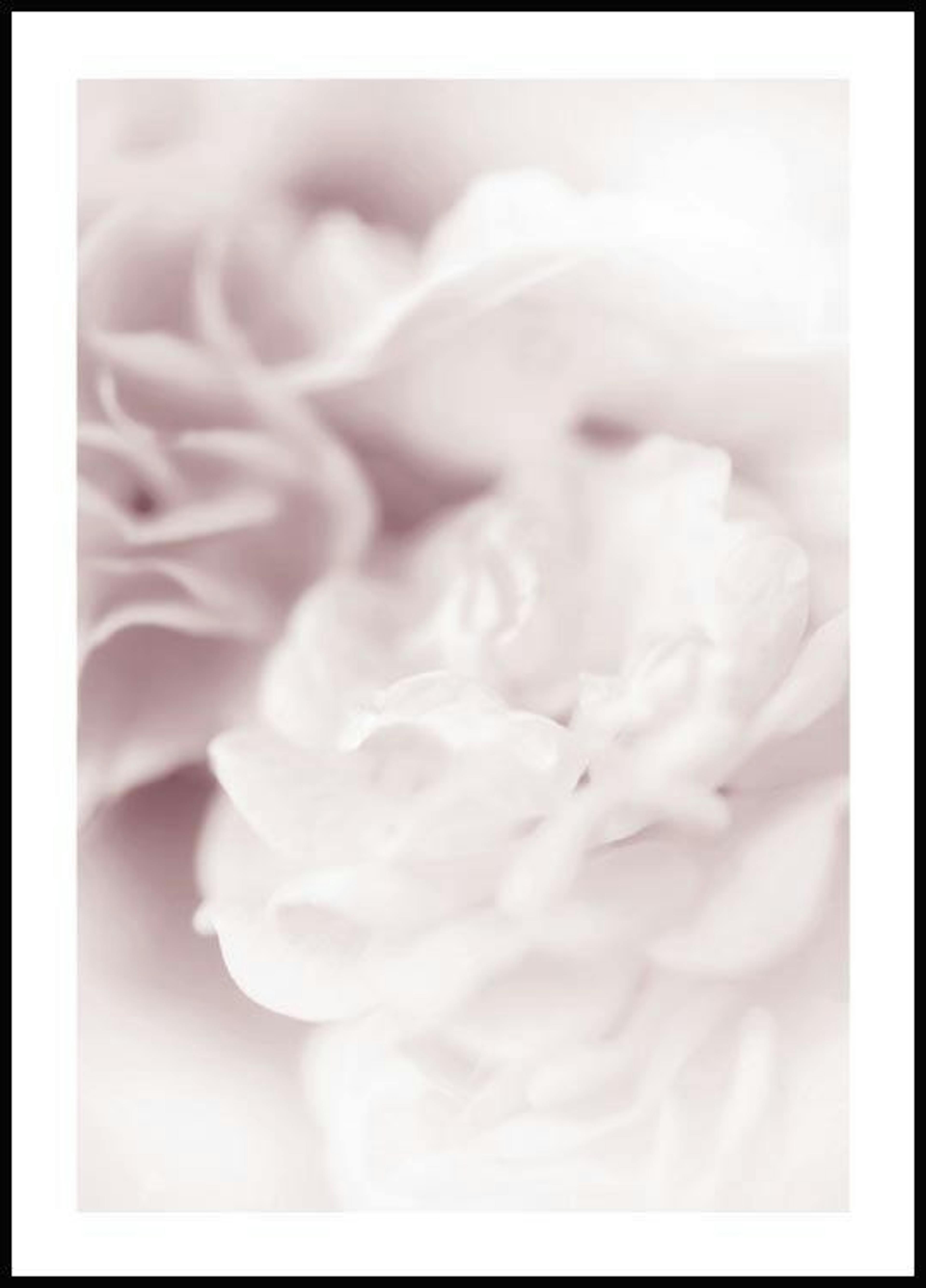 Pearl rose Poster 0