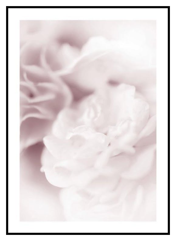Pearl Rose Poster (30x40 cm) - Poster Store