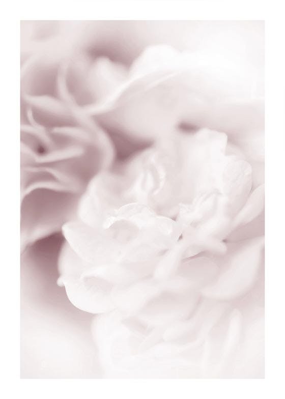 Poster trandafir perlă 0