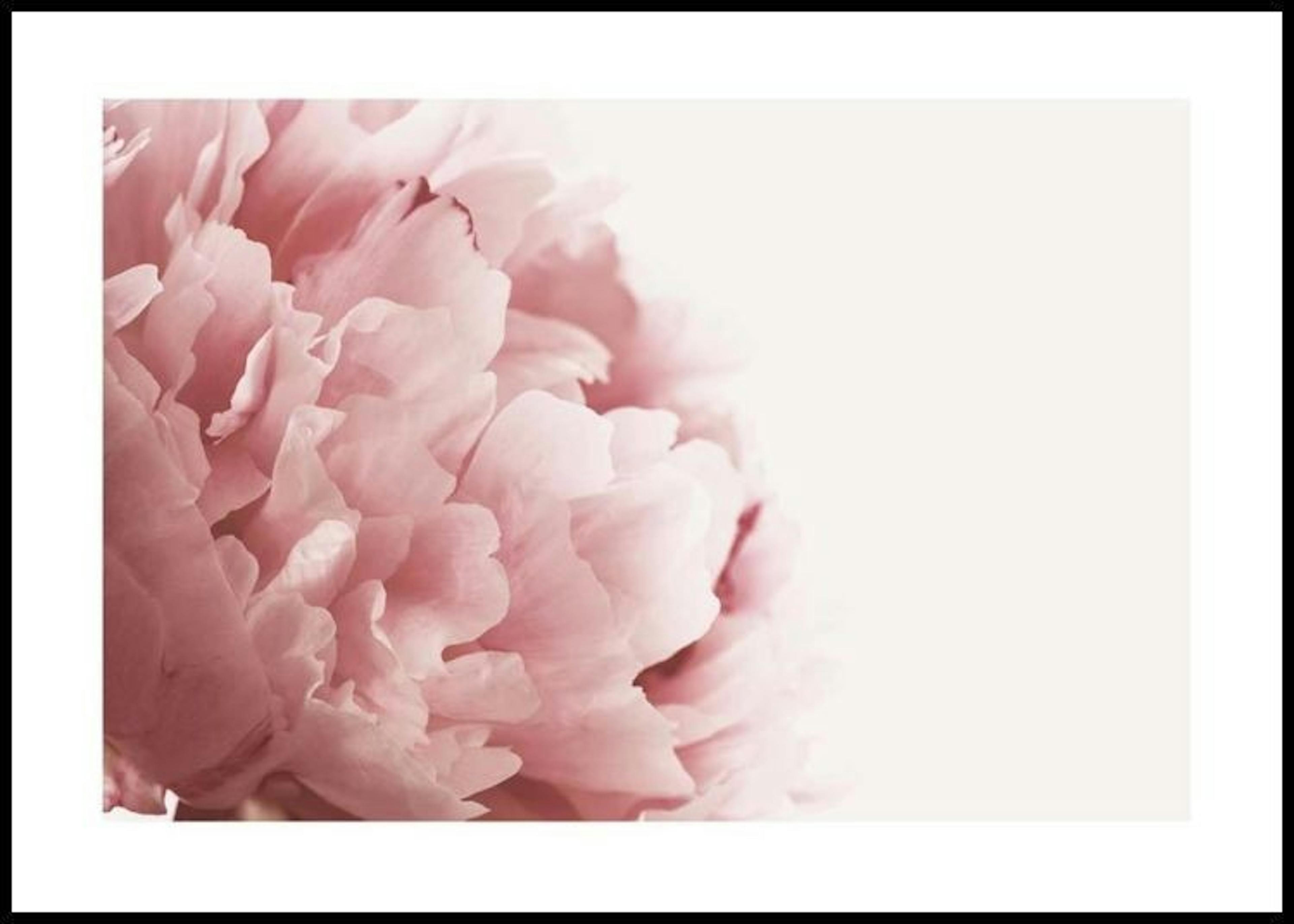 Pink Peony Close Up Poster thumbnail