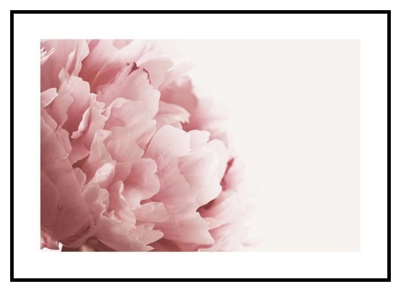 Gros Plan de Pivoine Rose Poster (30x40 cm) - Poster Store