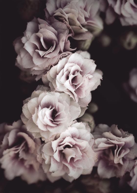 Fleurs Roses. Poster 0