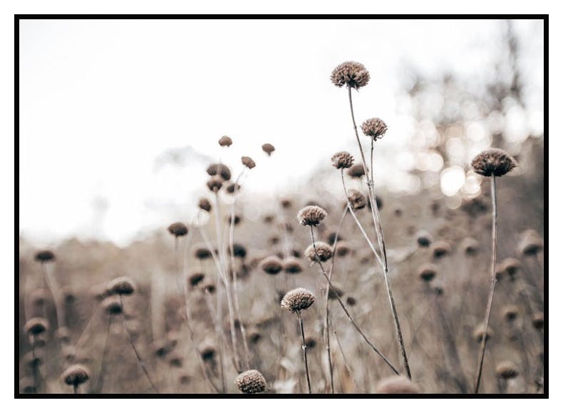Wild Flowers Poster (21x30 cm) - Poster Store